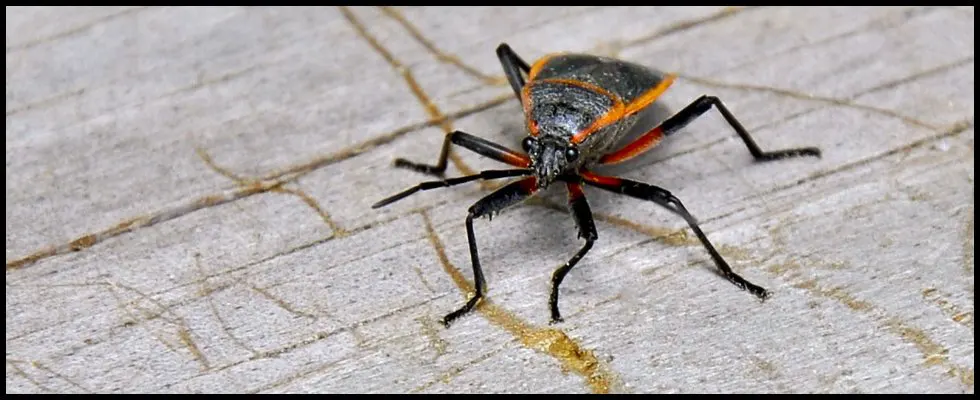 Carpet Beetle Conundrum - Pest Control Technology