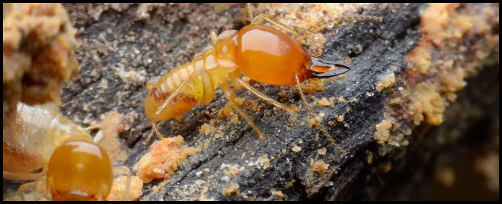 Termites Guaranteed Pest Control Service Co Portland Metro